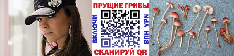 Псилоцибиновые грибы Psilocybe  Элиста 